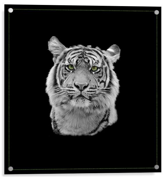 Tiger Tiger Acrylic by Gordon Stein