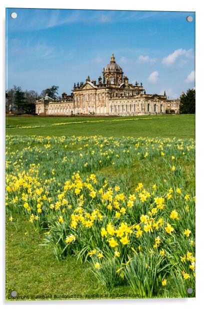 Spring Daffodils at Castle Howard Acrylic by Richard Burdon