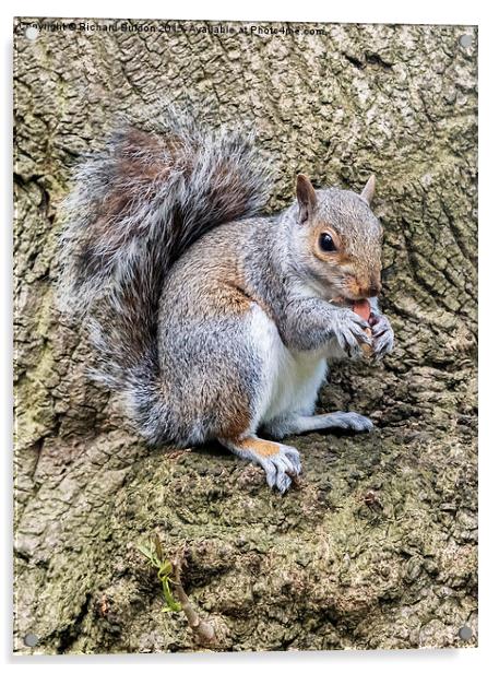 Grey Squirrel Feeding Acrylic by Richard Burdon