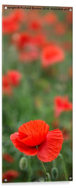 Poppy Field Acrylic by Richard Burdon