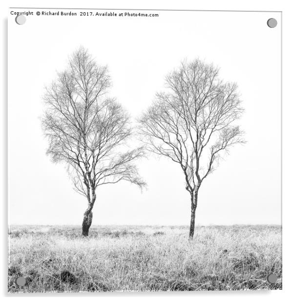 Two Birches Acrylic by Richard Burdon