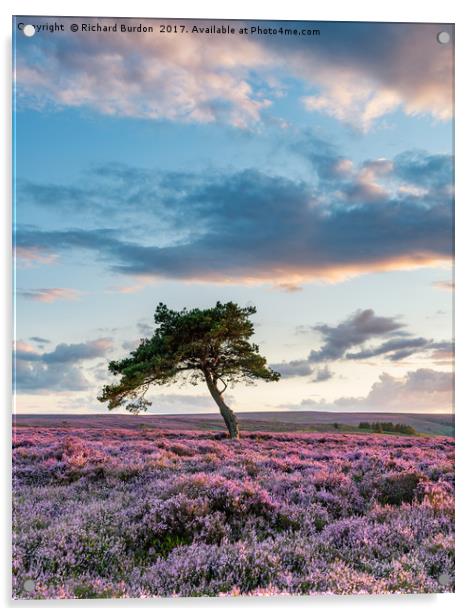 Sunset at the Lone Tree Acrylic by Richard Burdon