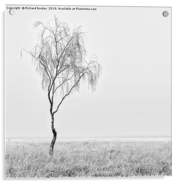 Misty Birch Tree Acrylic by Richard Burdon