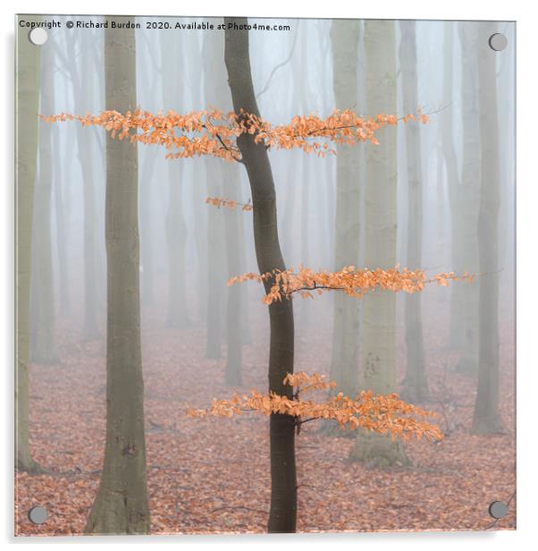 Misty Beech Wood Acrylic by Richard Burdon