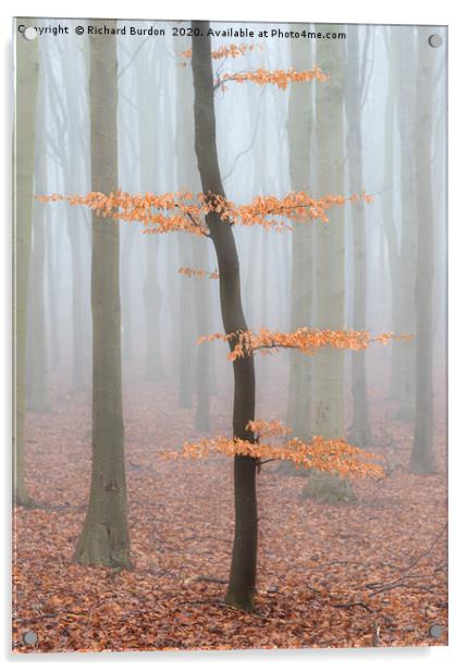 Misty Beech Wood Acrylic by Richard Burdon