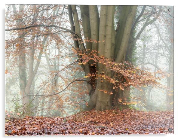 Misty Woodland Acrylic by Richard Burdon