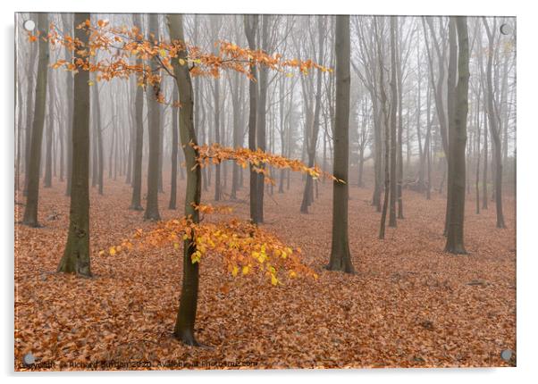 The Misty Beech Wood Acrylic by Richard Burdon