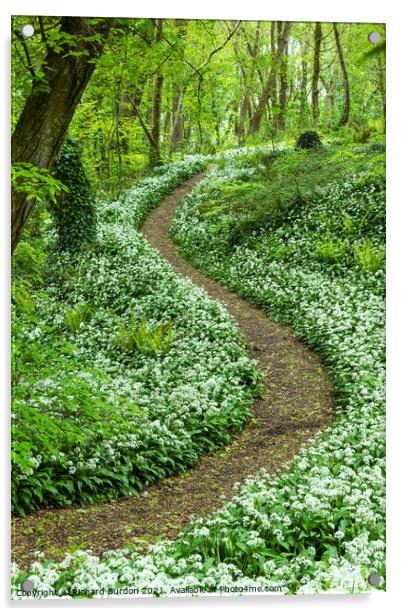Wild Garlic In Henlly's Woods Beaumaris Acrylic by Richard Burdon