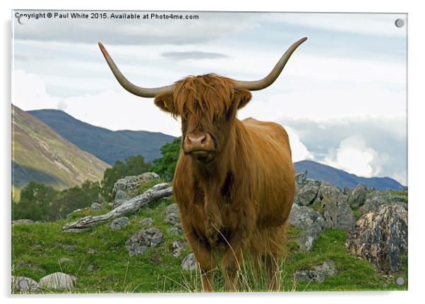  Highland cattle. Acrylic by Paul White