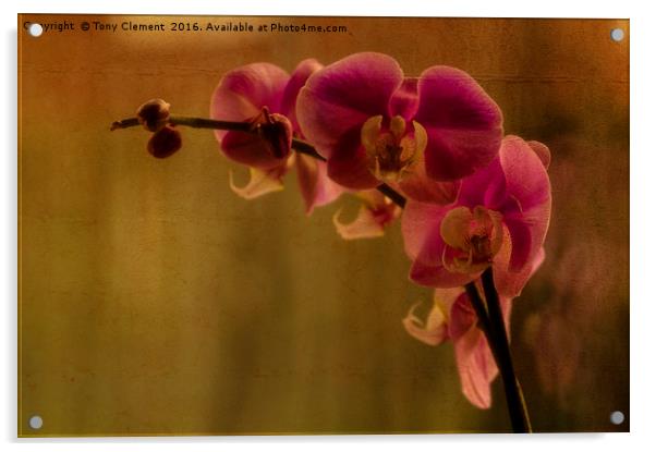 Orchid Acrylic by Tony Clement