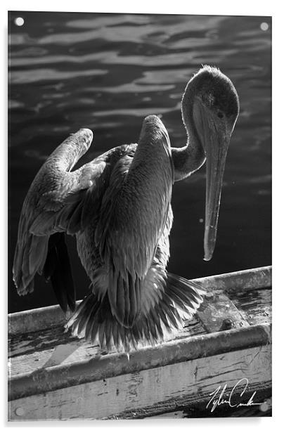 Pelican Acrylic by Tyler  Crocker