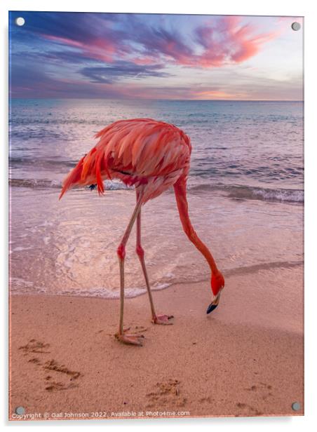 Flamingo at the beach at sunset  Acrylic by Gail Johnson