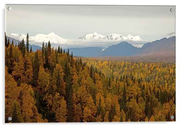 Autumn in Denali National Park Acrylic by Gail Johnson