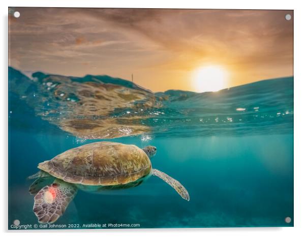 Turtle underwater at sunset  Acrylic by Gail Johnson