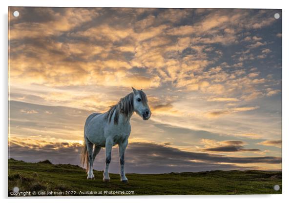 Llandwyn Island wild pony sunset Acrylic by Gail Johnson
