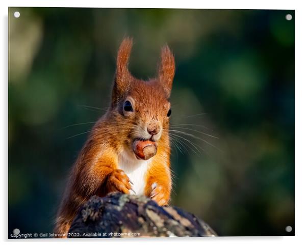 A close up of a squirrel on a branch Acrylic by Gail Johnson