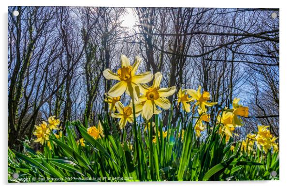 Srping daffodils at Penrhos Nature reserev, Anglesey, North Wale Acrylic by Gail Johnson