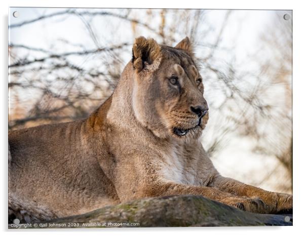 Asiatic Lions - Animals around a wildlife reserve Acrylic by Gail Johnson