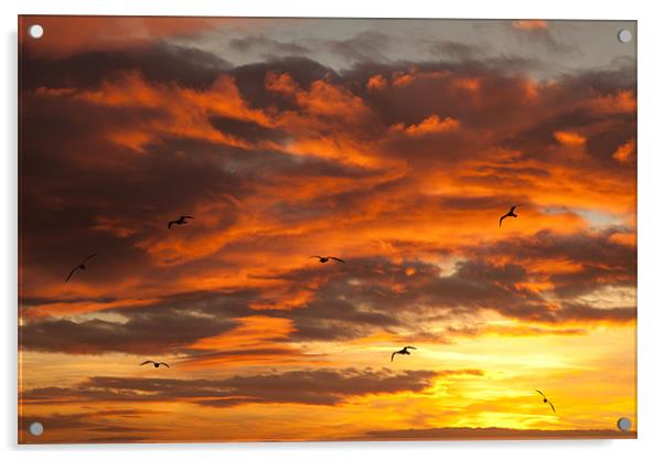 Sunset and seagulls Acrylic by Gail Johnson