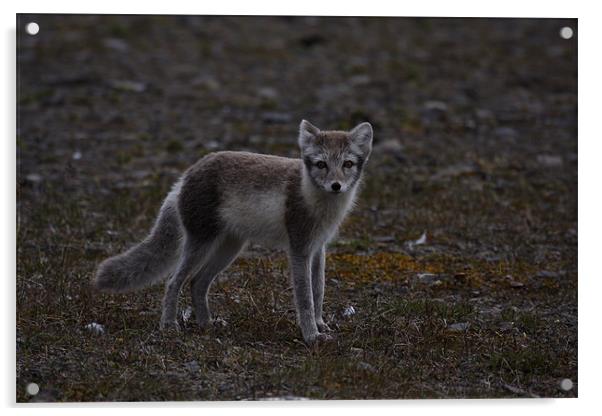 Arctic Fox Acrylic by Gail Johnson