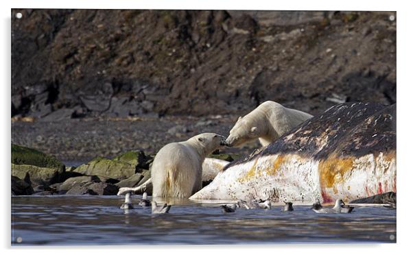 Polar Bears Acrylic by Gail Johnson