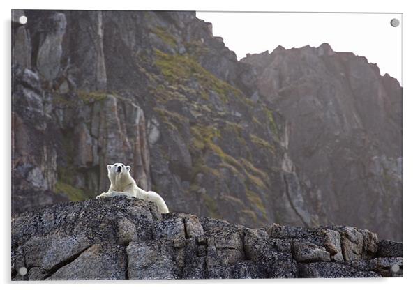 Polar Bear on rocks Acrylic by Gail Johnson