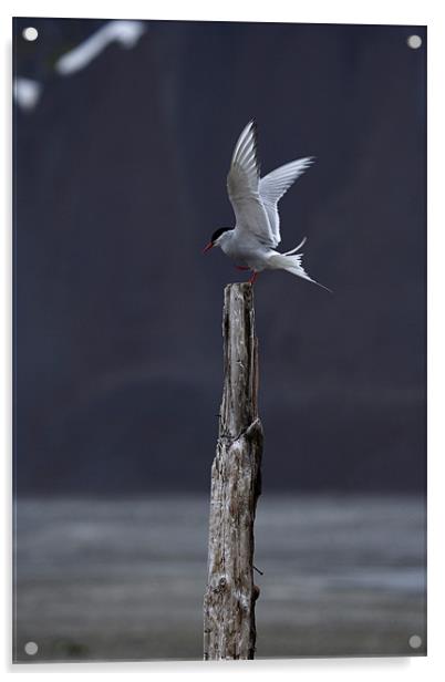Arctic Tern Acrylic by Gail Johnson