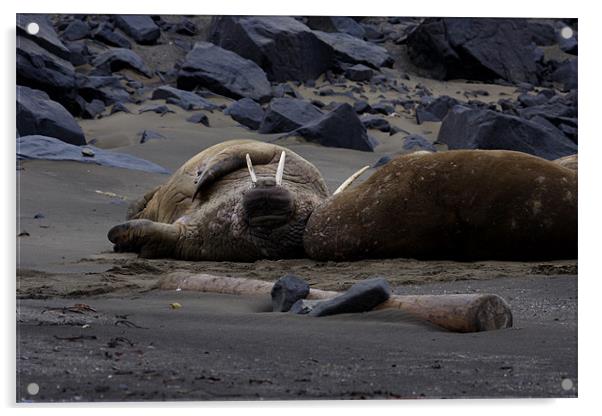 Walrus flat out on a beach Acrylic by Gail Johnson