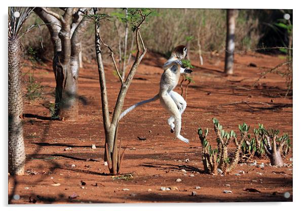 Dancing Verreaux sifika lemurs Acrylic by Gail Johnson