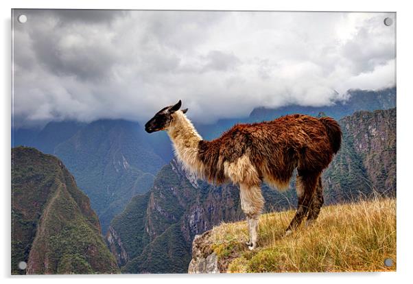 Alpaca at Machu Picchu Acrylic by Gail Johnson