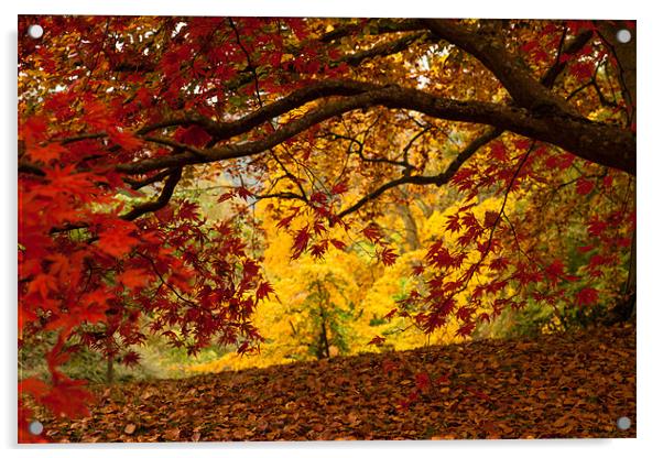 Bodnant garden in Autumn Acrylic by Gail Johnson