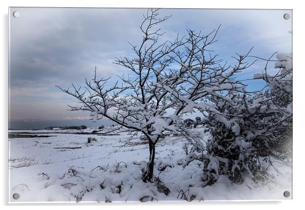 Winter tree Acrylic by Gail Johnson