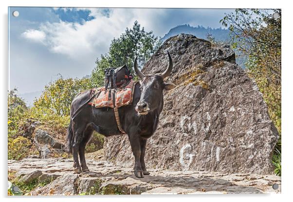 Dzopkio a cross between a yak and a cow Acrylic by Gail Johnson