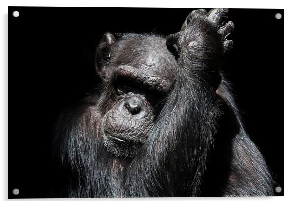 Chimpanzee in a zoo Acrylic by Gail Johnson