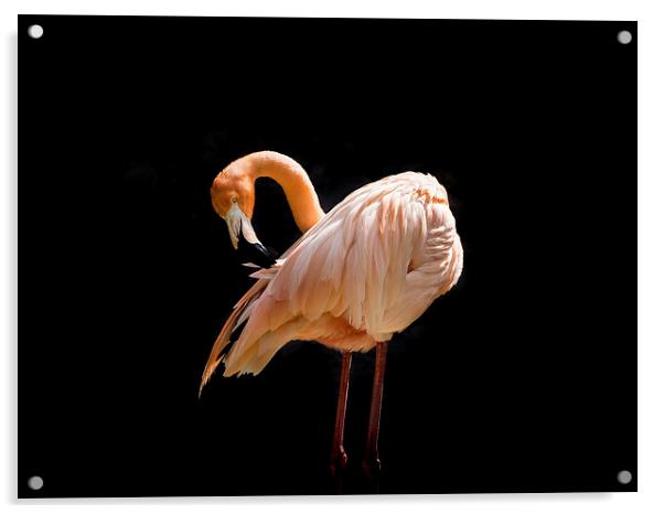 Pink Flamingo Acrylic by Gail Johnson