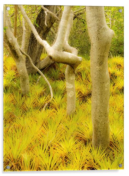 Bromeliad plants Acrylic by Gail Johnson