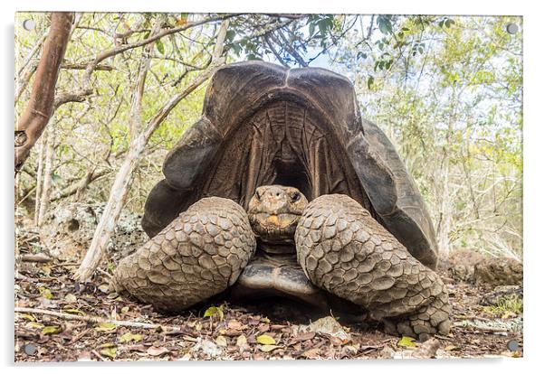  Giant Tortoise Acrylic by Gail Johnson