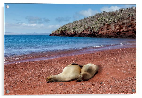  Sealions on Red Sand Beach Acrylic by Gail Johnson