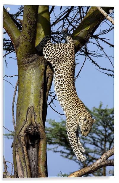 Leopard climbing down a tree Acrylic by Gail Johnson