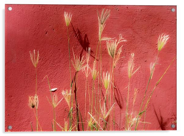 red and grasses Acrylic by Gail Johnson