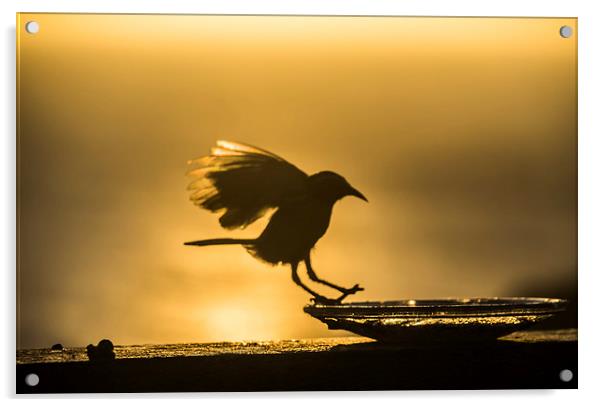 Birds in flight at sunset Acrylic by Gail Johnson
