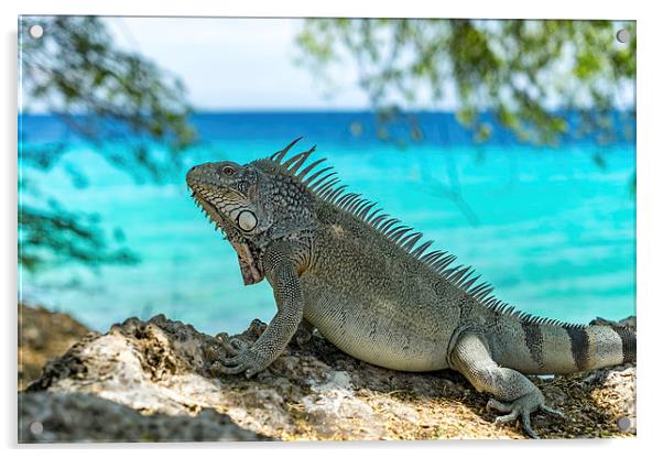 Kokomo Beach Iguana Acrylic by Gail Johnson