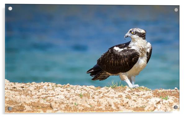 Osprey Bird of prey Acrylic by Gail Johnson
