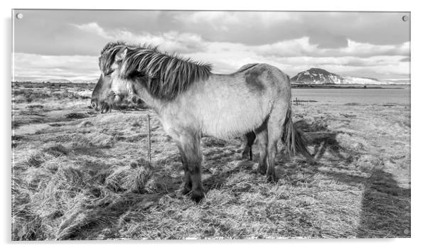 Icelandic ponies Views Acrylic by Gail Johnson