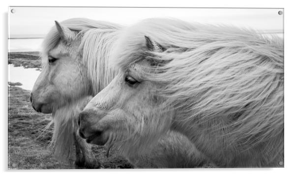 Icelandic Pony Views Acrylic by Gail Johnson