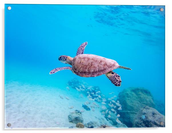 Turtles underwater Acrylic by Gail Johnson