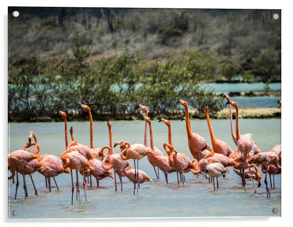   Flamingo Parading   Curacao views Acrylic by Gail Johnson