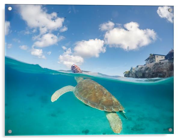   Turtles  Curacao Views Acrylic by Gail Johnson