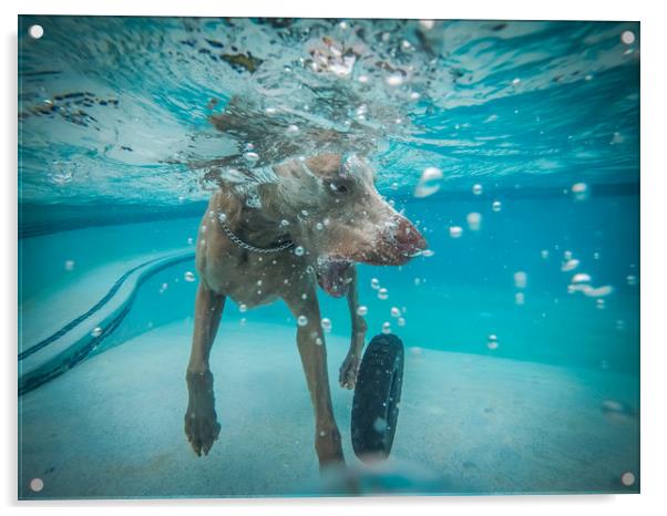 Weimaraner  in the pool Acrylic by Gail Johnson