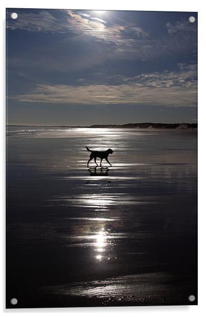 Dog on Beach Acrylic by Gail Johnson